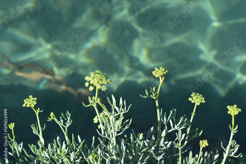 Sea fennel flowers