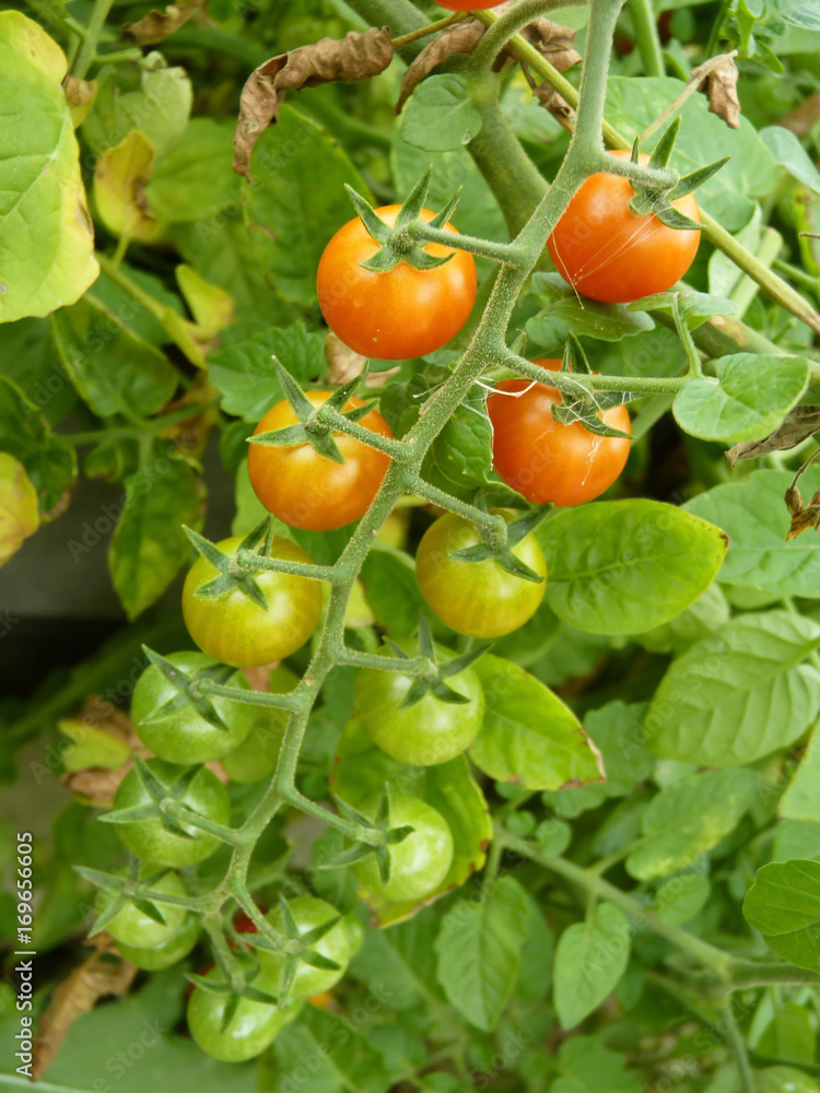 Close Up or Red Currant Tomato Fruits on the Plant Close Up or Red Currant Tomato Fruits on the Plant