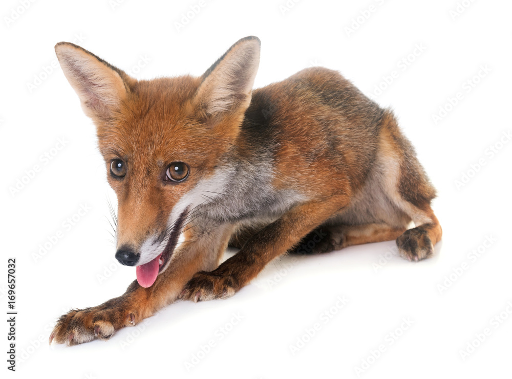 Fototapeta premium young red fox