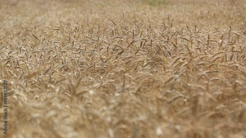 wheat field with the transition of focus from background to front wheat field with the transition of focus from background to front