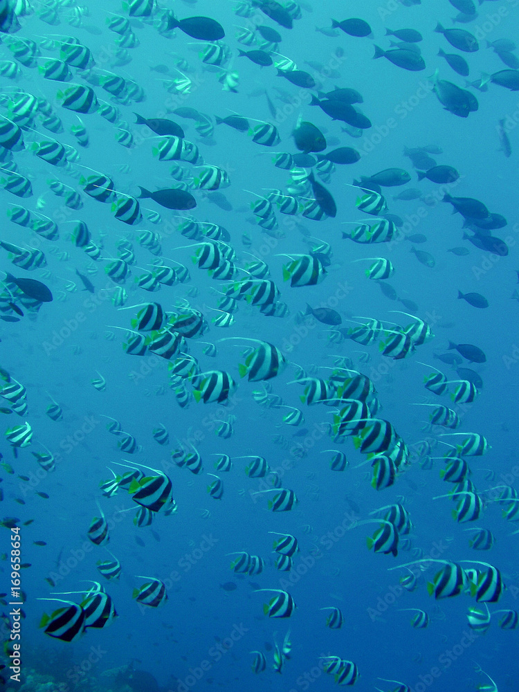 Wimpelfisch auf den Malediven Wimpelfisch auf den Malediven
