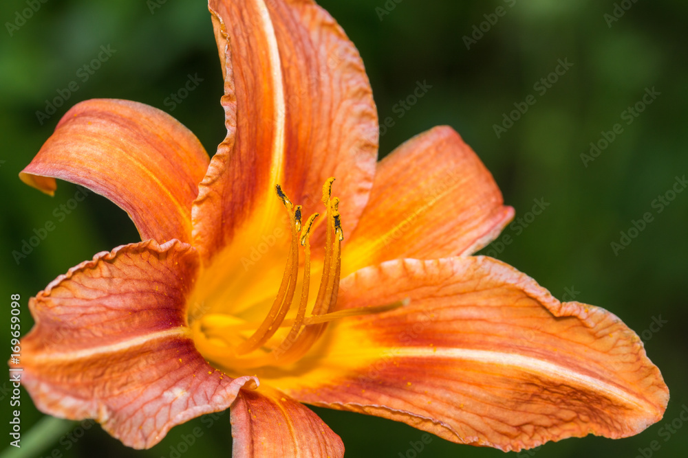 Orange beauty Orange beauty