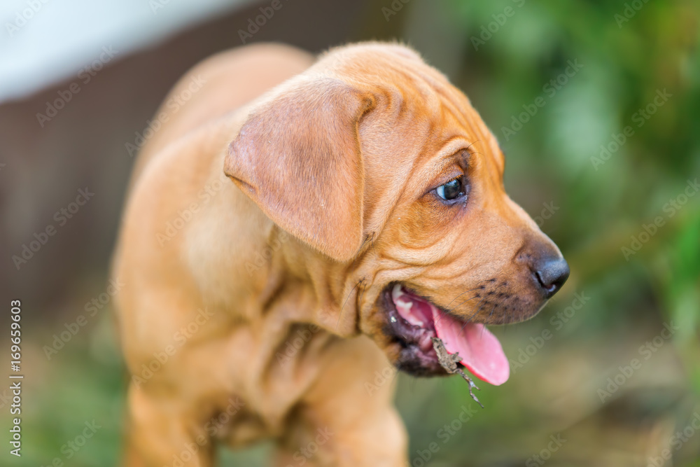 portrait of a Rhodesian Ridgeback puppy portrait of a Rhodesian Ridgeback puppy