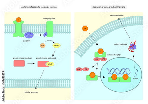 Mechanism of action of a steroid and non steroid hormone