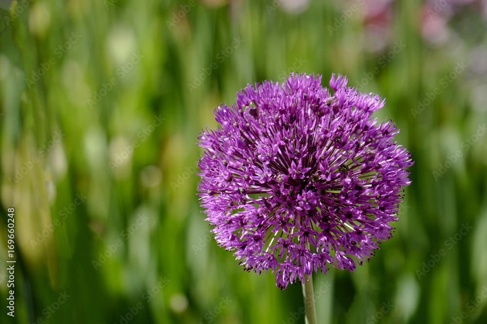 Fototapeta premium Zierlauch (Allium sp.)