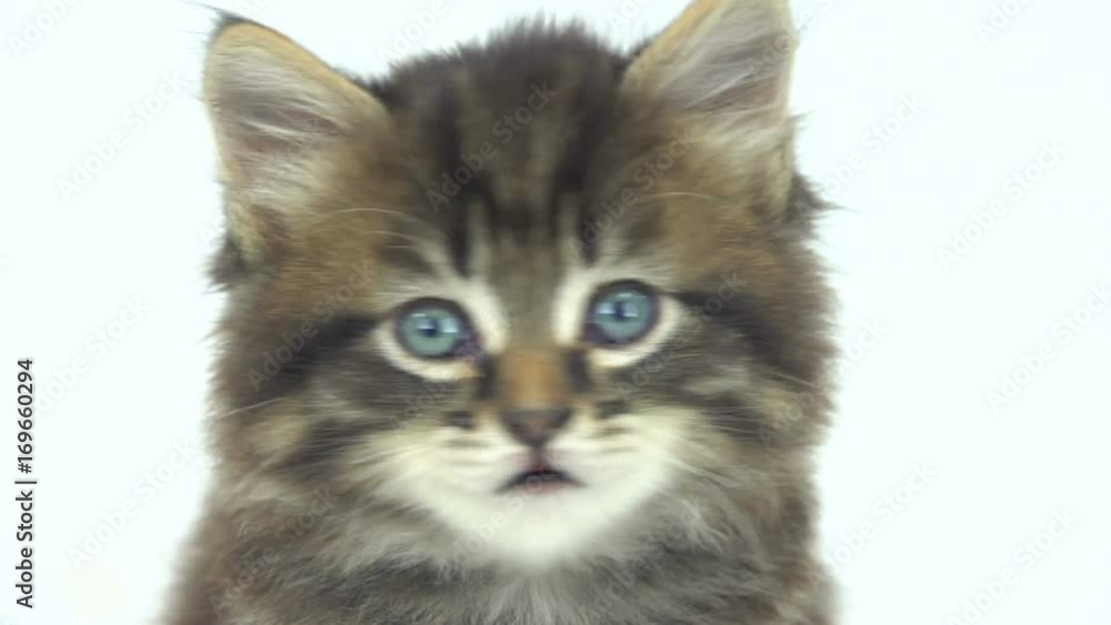kitten isolated on a white background kitten isolated on a white background