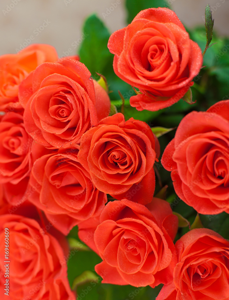 Roses Roses