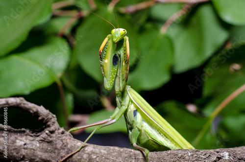 Mantis in Defensive Stance