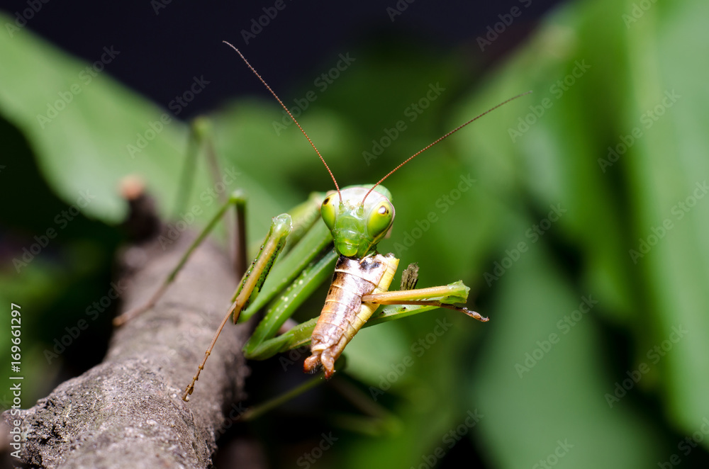 Mantis religiosa eating grasshopper Mantis religiosa eating grasshopper