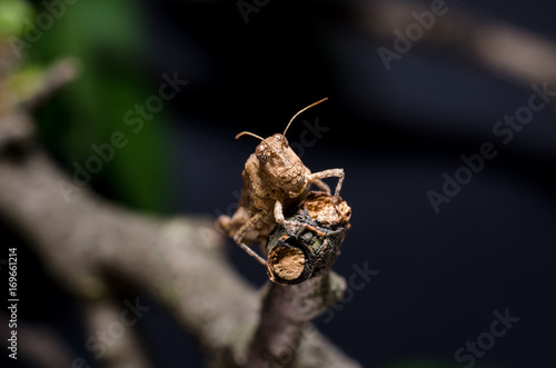 Grasshopper on branch © Олександр Луценко