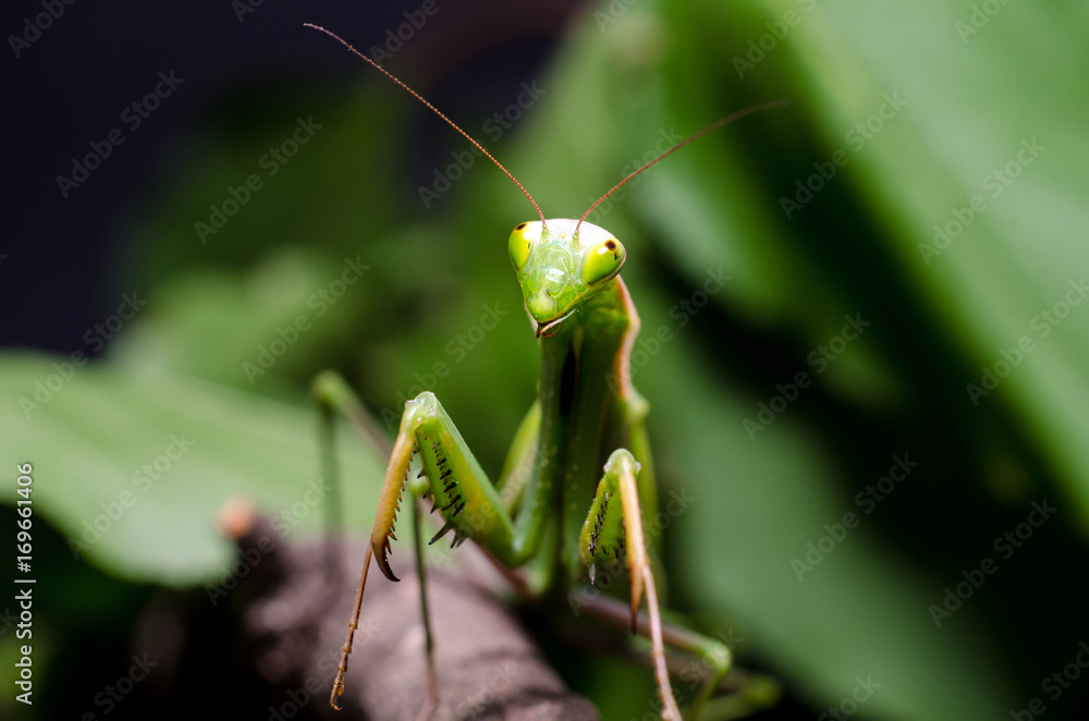 Mantis religiosa. Mantis religiosa.