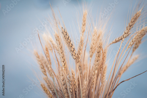 Wheat ears isolated on a white background.