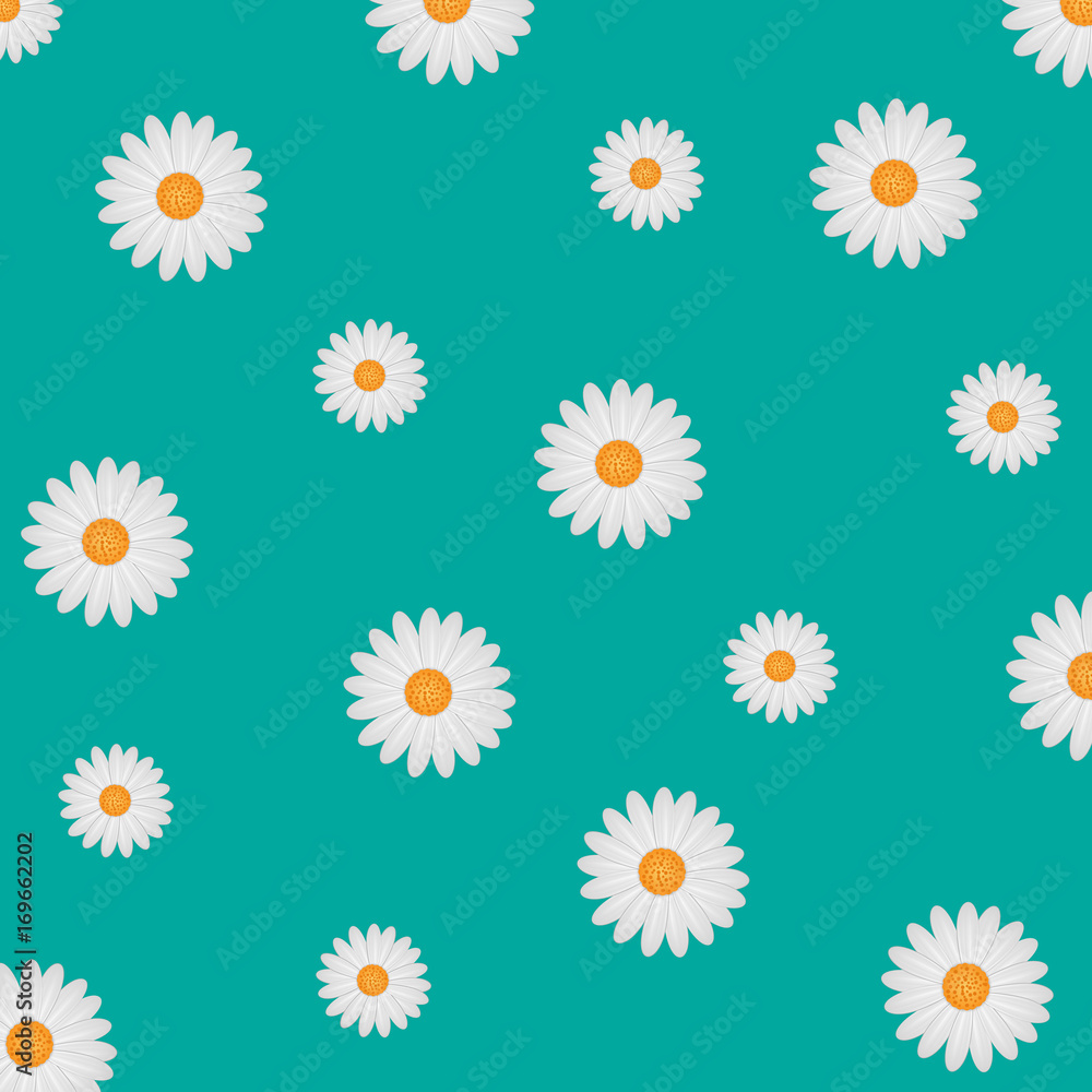 white daisy background