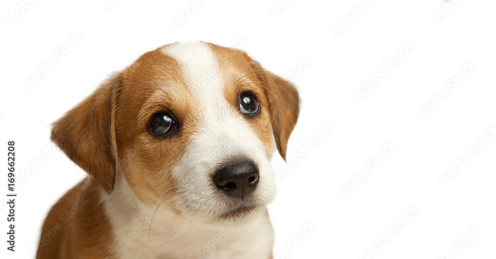 Jack Russell Terrier puppy sad pleading look isolate on white