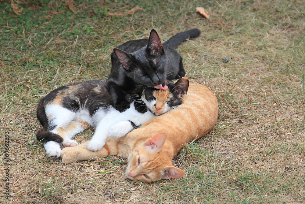 kittens kittens