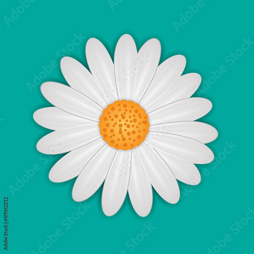 Fototapeta Naklejka Na Ścianę i Meble -  White daisy chamomile flower