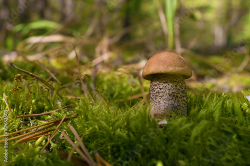 Edible mushroom brown Boletus growing in the forest among green moss and needles. Close up. Blurry background.