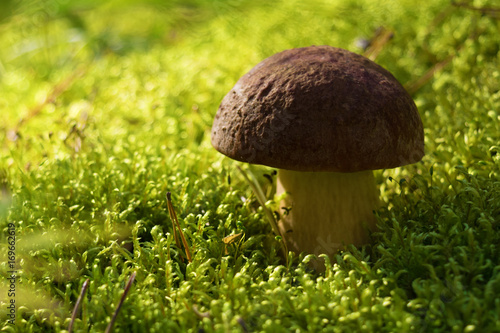 Edible mushroom brown Boletus growing in the forest among green moss. Close up. Blurry background.