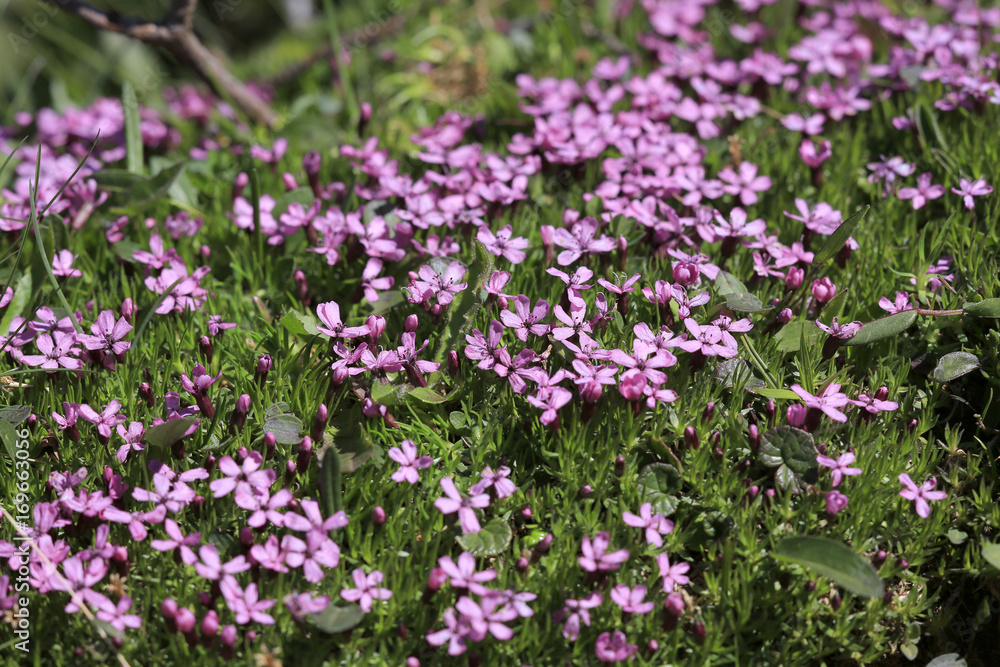 Stängelloses Leimkraut (Silene acaulis), Blüten Stängelloses Leimkraut (Silene acaulis), Blüten