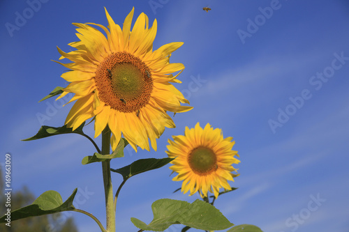 Sonnenblumen   Helianthus annuus 