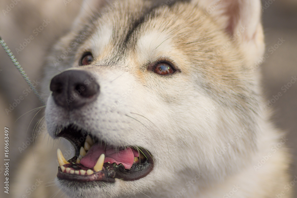 Dog Laika close-up