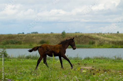 Grazing foal on a summer day
