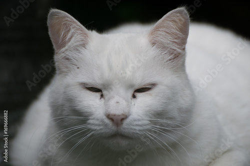 Lazy white cat © Kim de Been