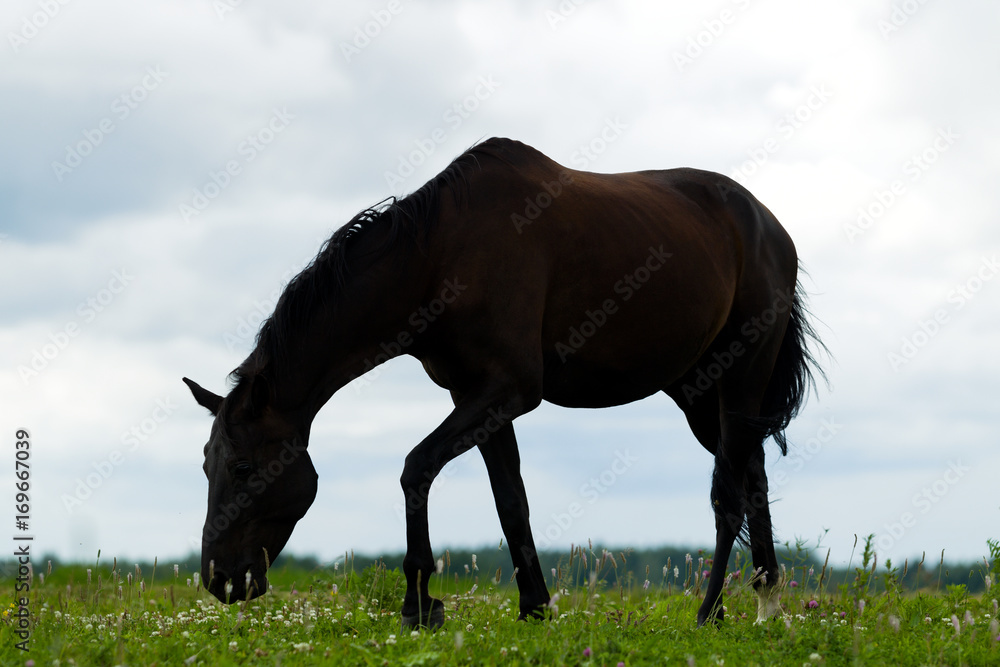 Breeding horse in the pasture Breeding horse in the pasture