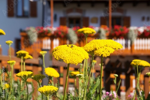 Sauris - Carnia - Friuli Venezia Giulia Italia