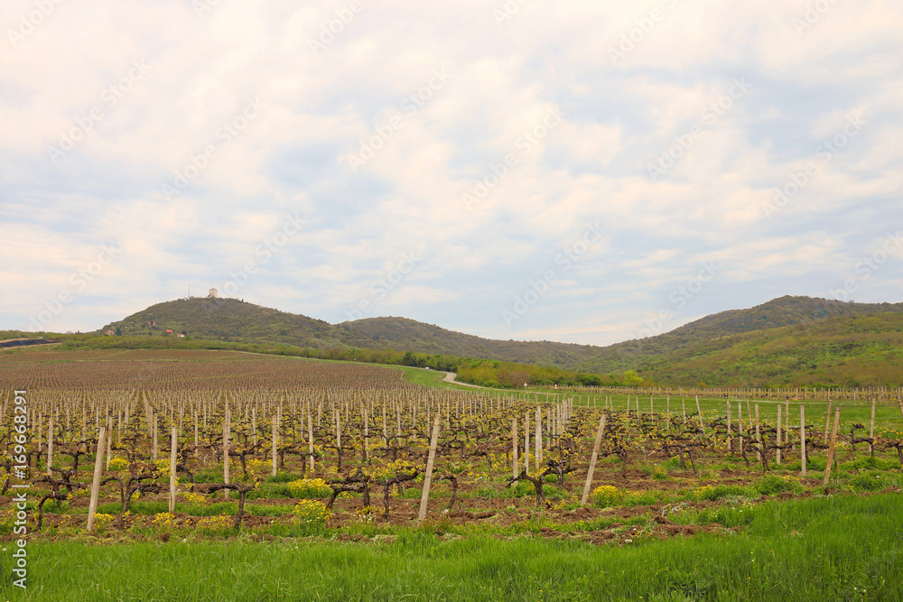 Fototapeta premium Vineyard under hill landscape agriculture industry