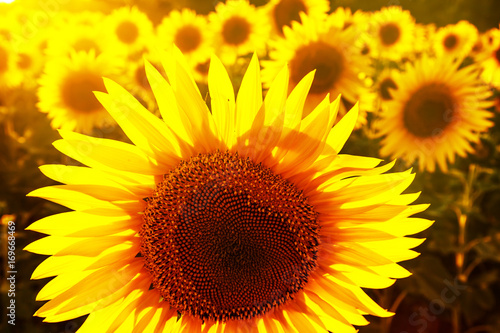 Field of sunflowers at sunset.