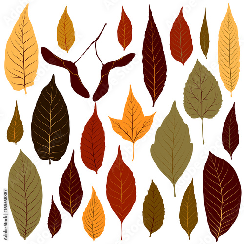 Colorful autumn leaves set on white background vector