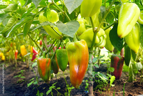 Billede på lærred Growing sweet peppers in a greenhouse close-up