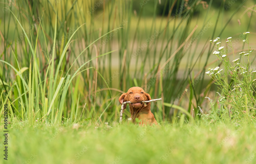 Hungarian Vizsla dog play a stick Hungarian Vizsla dog play a stick