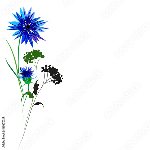Beautiful wildflowers, bouquet, isolated on a white
