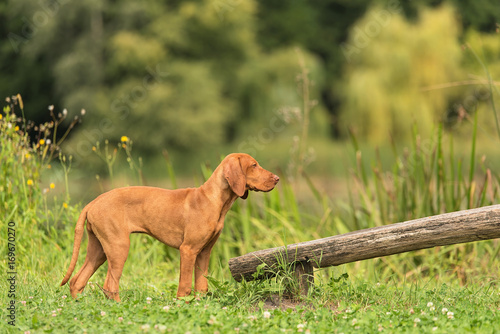 Hungarian Vizsla dog training © SasaStock