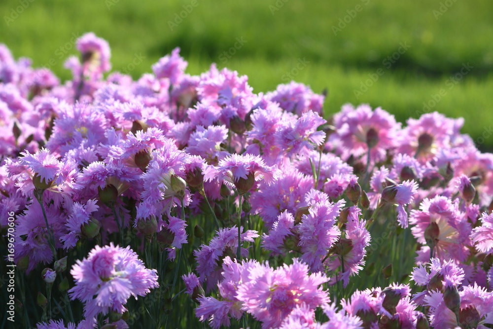 A bunch of purple mini carnation flowers on the flower bed A bunch of purple mini carnation flowers on the flower bed