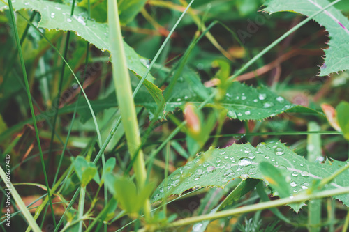 Grass background with raindrops. Nature background.