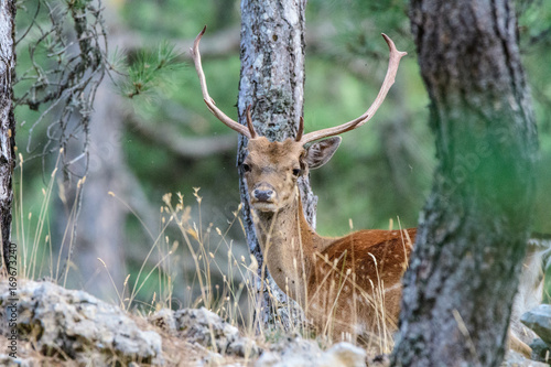 Gamo