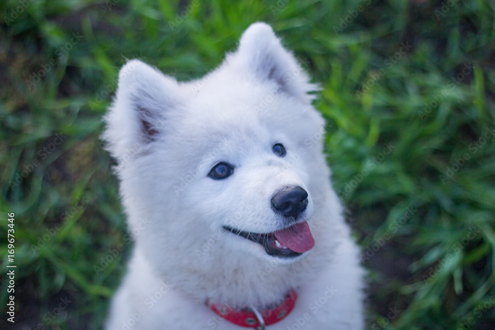 Fototapeta premium beautiful white samoyed husky playing on the green fields 