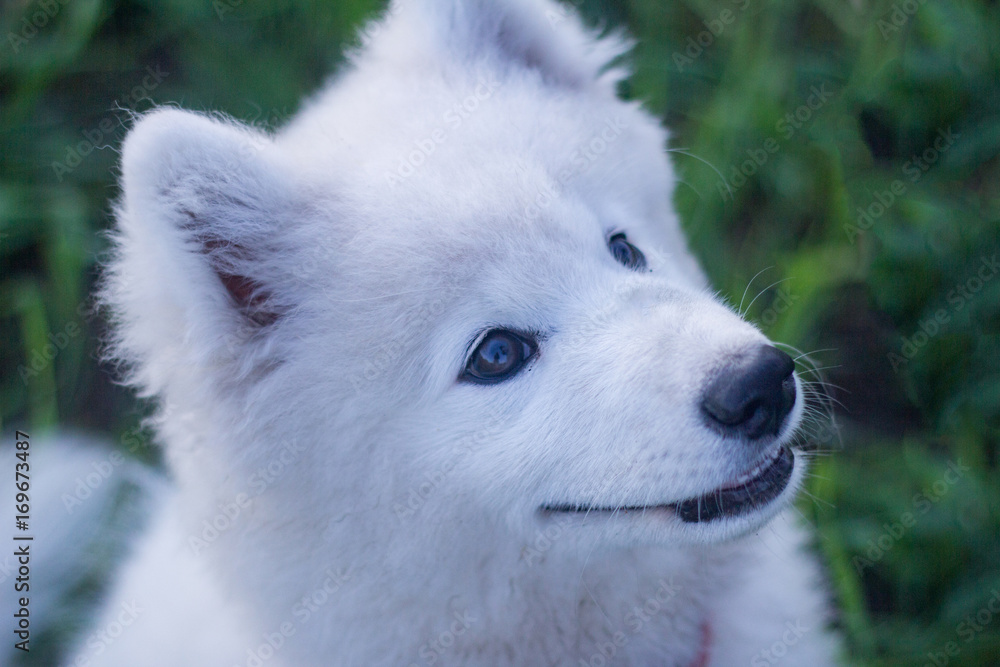 beautiful white samoyed husky playing on the green fields 