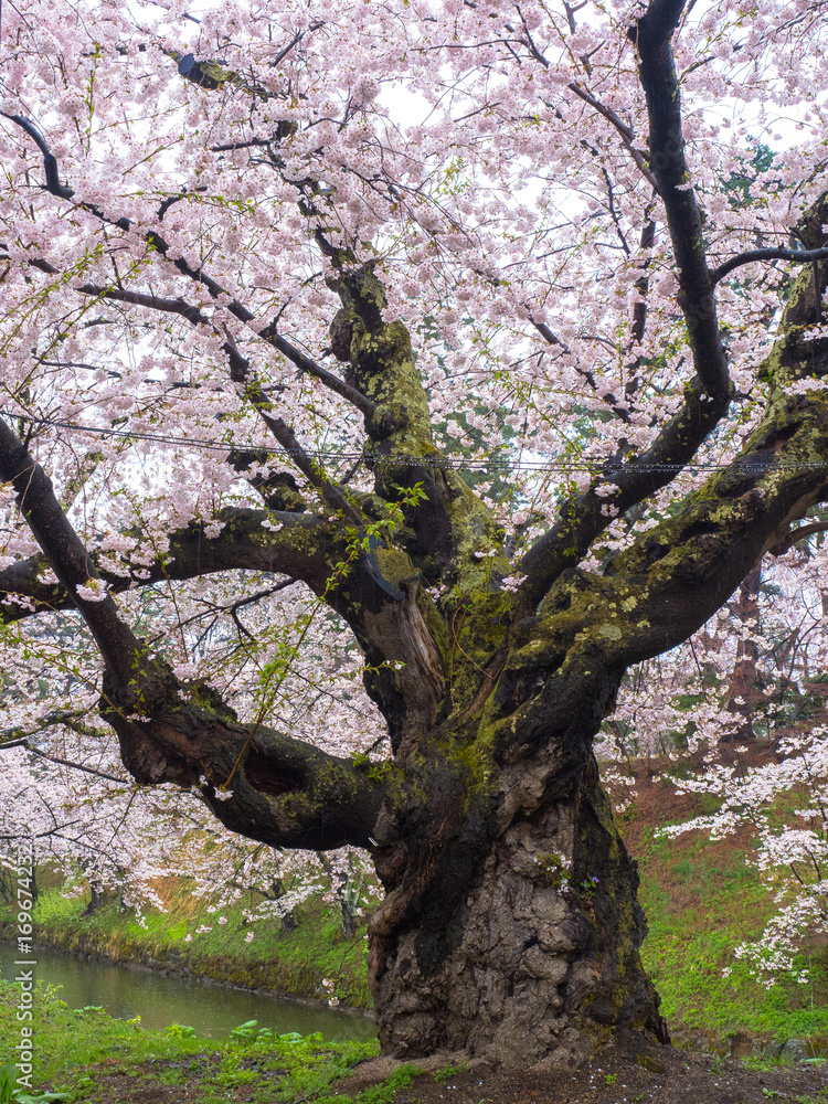Cherry blossom or Japanese flowering cherry in Japan. Cherry blossom or Japanese flowering cherry in Japan.