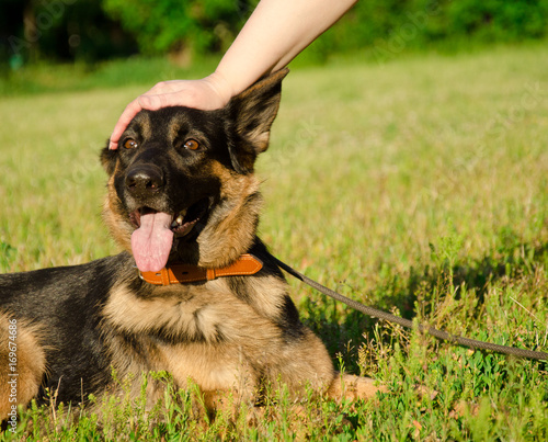 Human hand stroking a German shepherd with a funny look (selective focus on the human hand and dog eyes)