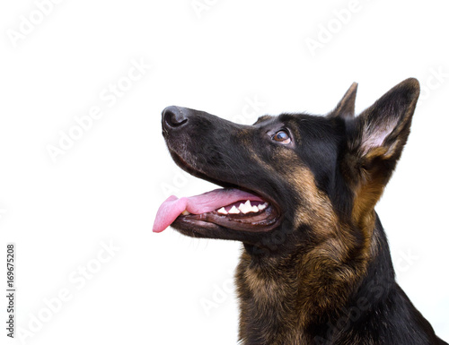 Cute German shepherd looking up (isolated on white), with copy space on the left