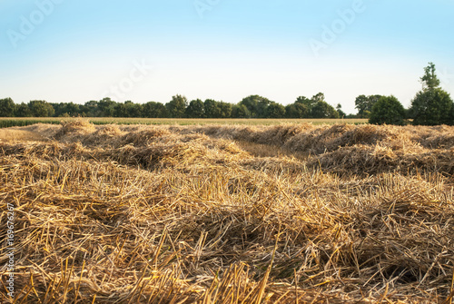 Getreideernte mit Stroh auf einem Feld in Schleswig-Holstein, Deutschland photo