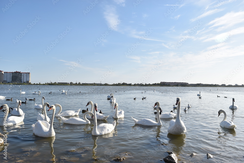 Swan Lake Swan Lake