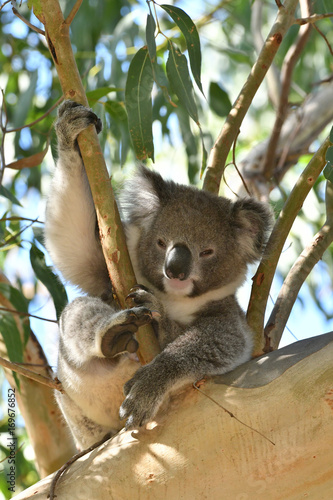 Fototapeta Naklejka Na Ścianę i Meble -  Koala relaxing in a gum tree