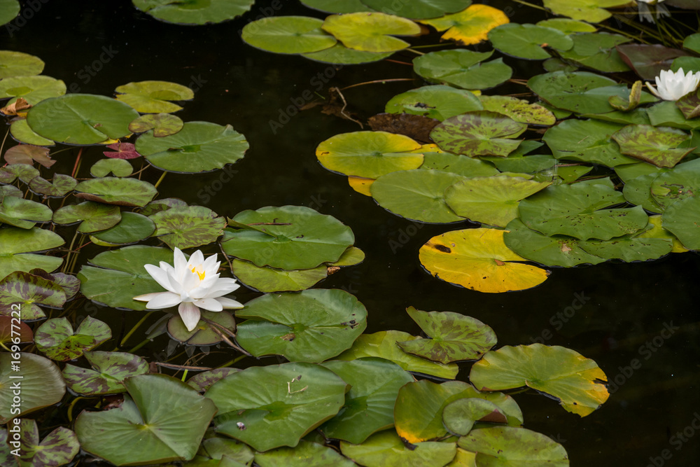 Beautiful white waterlily in the Danube Delta, Romania, on summer day Beautiful white waterlily in the Danube Delta, Romania, on summer day