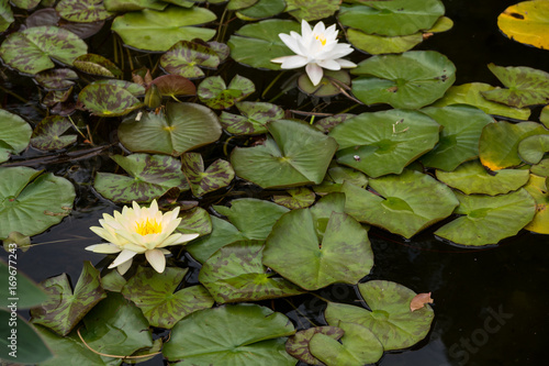 Beautiful yellow waterlily in the Danube Delta  Romania  on summer day