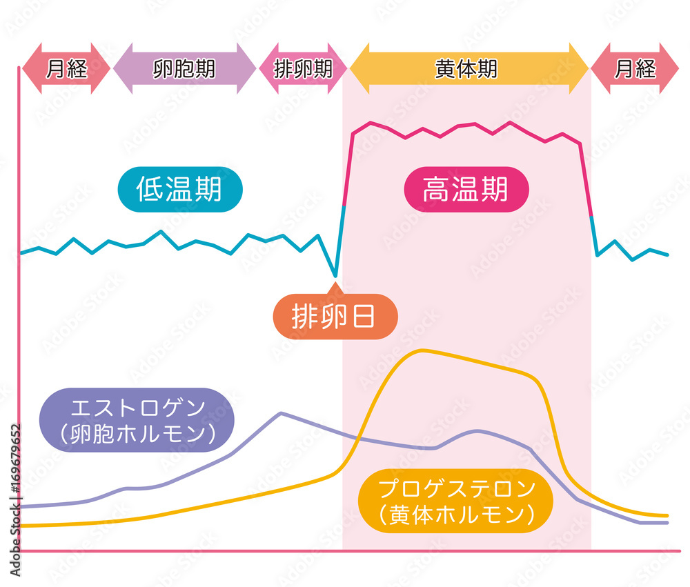 基礎体温表 基礎体温 女性ホルモン Stock イラスト Adobe Stock